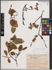 Foto von Salix caprea L. x Salix silesiaca Willd.